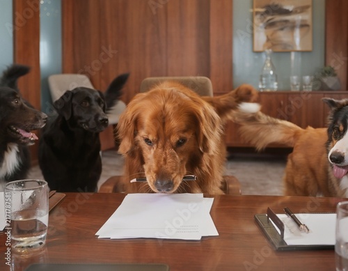 Multiple Dogs Leaning Over Documents at a Conference Table Reviewing and Signing a Contract in a Humorous Formal Business Scene