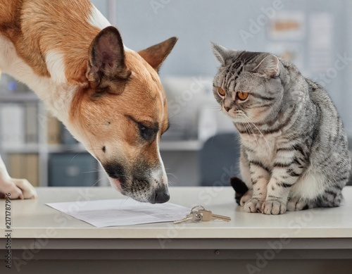 Dog Pressing Its Nose Close to a Lost Key on a General Affairs Counter Scrutinizing It by Scent While a Cat Watches Quietly from the Side