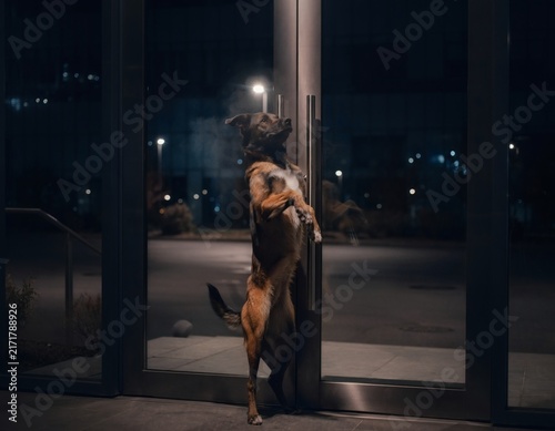 Lone Dog Standing at a Glass Office Building Entrance at Night Waiting for a Taxi After the Last Commute Home in a Humorous Business Scene