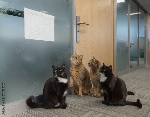 Multiple Cats Seen from Behind Checking a Meeting Room Reservation Board in an Office Hallway Discovering a Double-Booked Scheduling Conflict