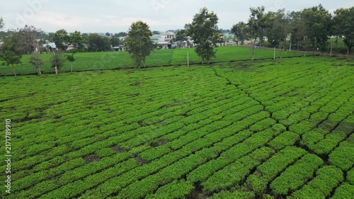 Aerial Drone Flight Over a Beautiful Lush Tea Plantation on Rolling Hills in Gia Lai, Vietnam, Showcasing Vibrant Green Tea Rows and Peaceful Rural Scenery of the Central Highlands