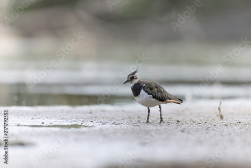 Fotografie Northern Lapwing Vanellus vanellus on ground
