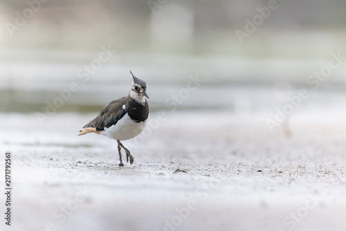 Konstfotografi Northern Lapwing Vanellus vanellus on ground