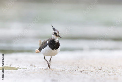 Konstfotografi Northern Lapwing Vanellus vanellus on ground