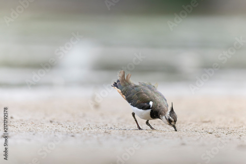 Fotografie Northern Lapwing Vanellus vanellus on ground