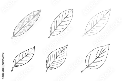 Set of hand drawn leaf line art vector illustration, outline botanical elements