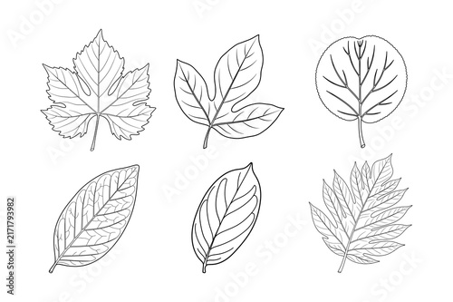 Set of diverse botanical leaf line art vector illustration, outline foliage collection.