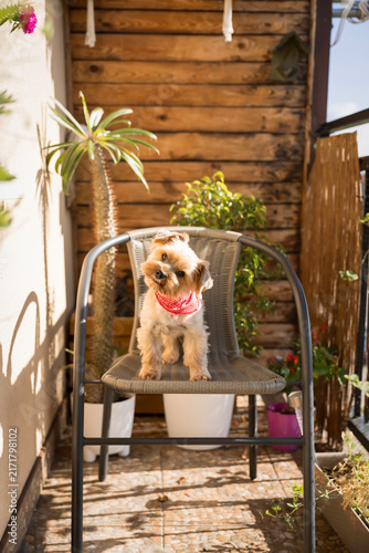  Cute Yorkshire terrier dog wearing red bandana and sunglasses on a balcony chair