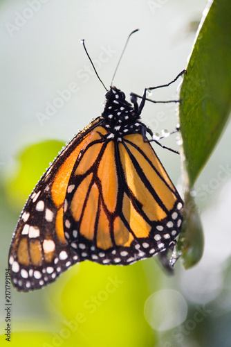 Monarch Butterfly (Danaus plexippus) on leaf, close-up