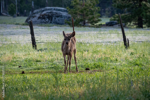 Obraz na plátně A young deer stands alert in a dewy meadow near a rustic fence at sunrise, evoking peaceful wilderness and early morning calm