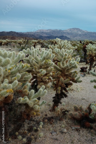 Fotografie Teddy bear cholla cacti in a desert garden with distant mountains at Joshua Tree