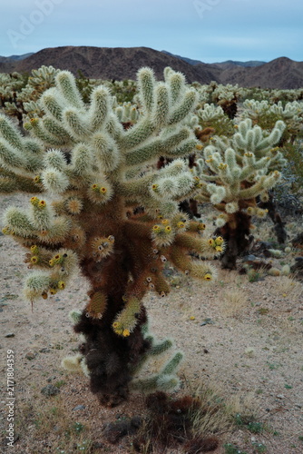 Fotografía Cluster of teddy bear cholla cacti with a mountain range backdrop in Joshua Tree