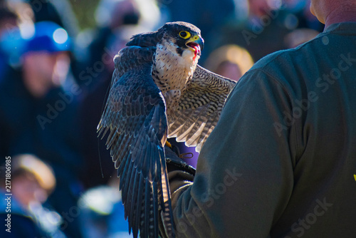 Obraz na płótnie Peregrine falcon (Falco peregrinus)