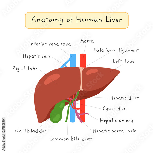 Educational Poster of Human Liver Anatomy