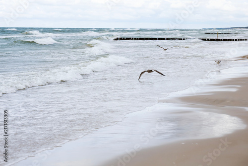 Three seagulls standing on the wet sand of the Baltic Sea beach
