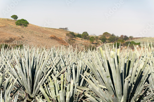 Blue agave fields and rural landscape in Tequila Jalisco Mexico
