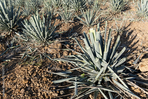 Blue agave fields in Tequila Jalisco with volcanic soil and hills in background