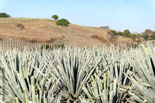 Blue agave fields in Tequila Jalisco Mexico with rural landscape and hills in background