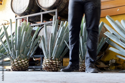 Freshly harvested blue agave hearts in Tequila Jalisco Mexico ready for production