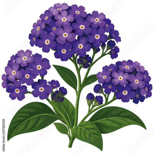 Purple Flower Clusters with Green Leaves Vector Illustration