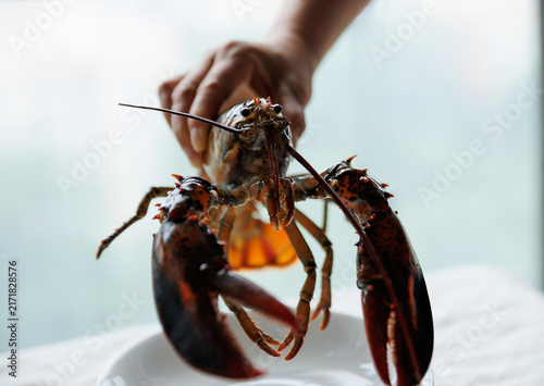 Fotografie Hand show a raw live lobster