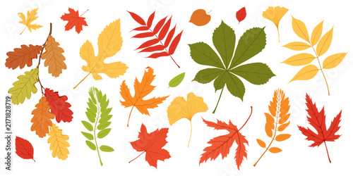 Autumn forest leaves. Design for Thanksgiving day, harvest holiday. Isolated on white background.