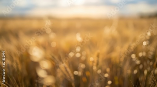 Golden wheat field glows under soft sunset light in a rural landscape. The blurred stalks create a textured background with warm bokeh highlights and natural depth of field.