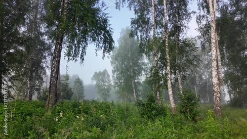 Fresh green birch forest in soft morning mist, peaceful nature background