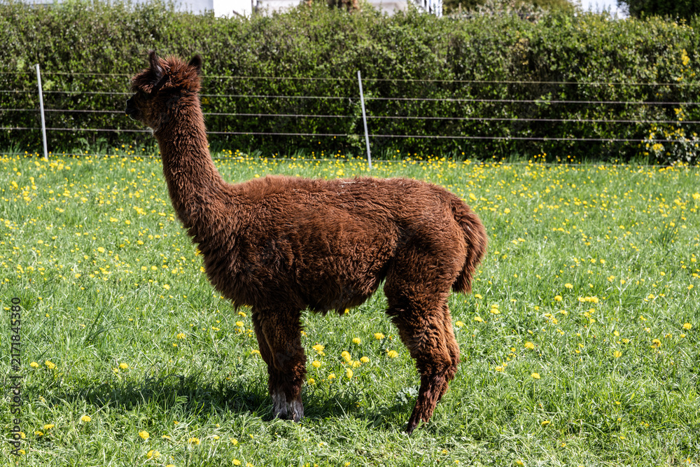 Naklejka premium alpaka tier natur lama