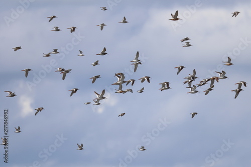 Obraz w ramie waders migration
