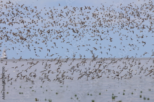 waders migration