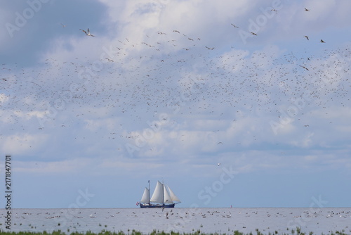 waders migration