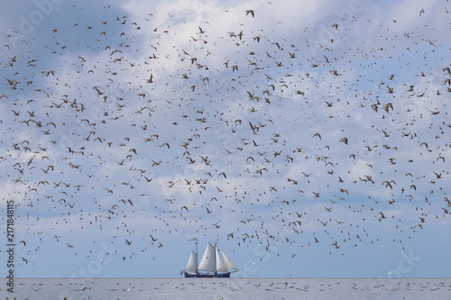 waders migration