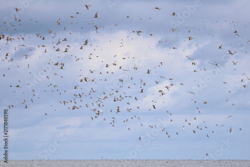 waders migration