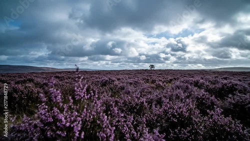 Expansive landscape filled with vibrant purple heather in full bloom, set against a dynamic sky with heavy clouds. A lone tree stands on a distant hill, creating a sense of solitude.