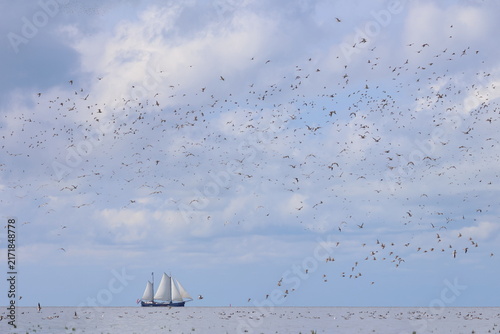 waders migration