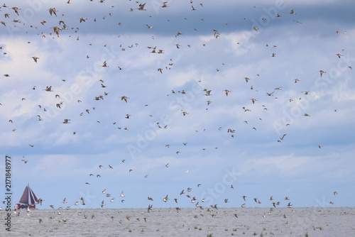 waders migration