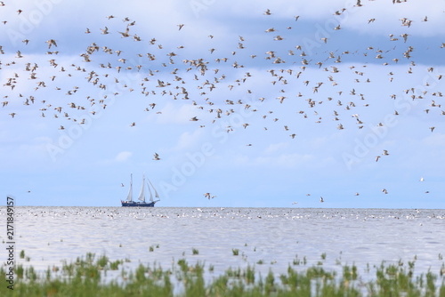 waders migration