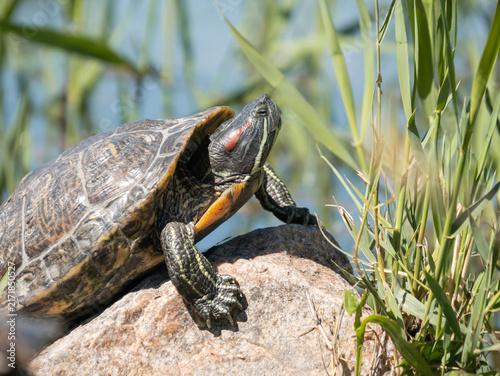 Fotografie Close-up of Trachemys scripta elegans basking in the summer sun on a rock