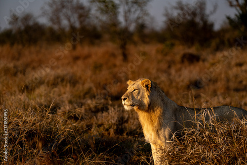 Photography Male lion staring into the savannah in golden morning light in the Kruger Nation