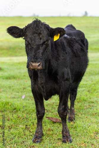 Black cow standing on green dewy paddock grass on cold winter morning