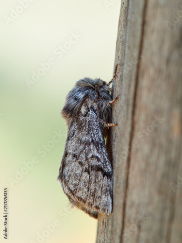 Pine processionary moth (Thaumetopoea pityocampa)