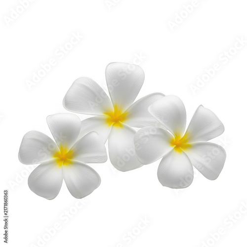 White and yellow plumeria flowers cluster