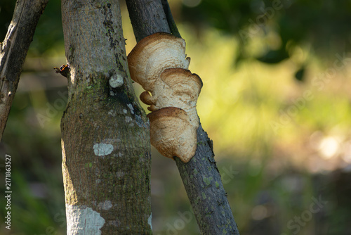 Konstfotografi Wild bracket fungus growing on a tree trunk in a lush forest with soft natural l