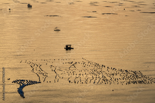 Floating Fish Farms at Sunrise: Rows of aquaculture cages float peacefully on the water's surface as the golden hues of sunrise reflect.