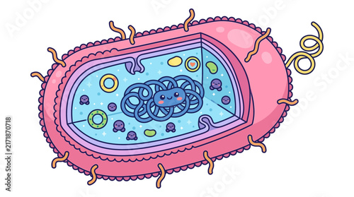 Cutaway view of pink bacterium showing internal organelles.