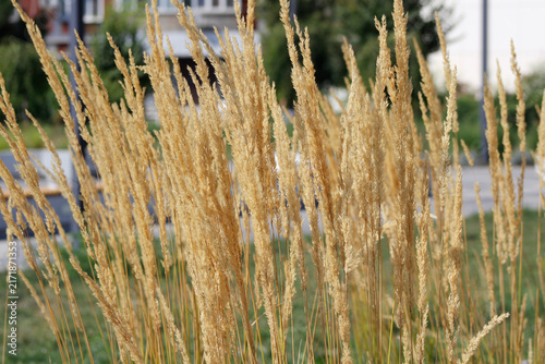 Calamagrostis ornamental plant in the garden