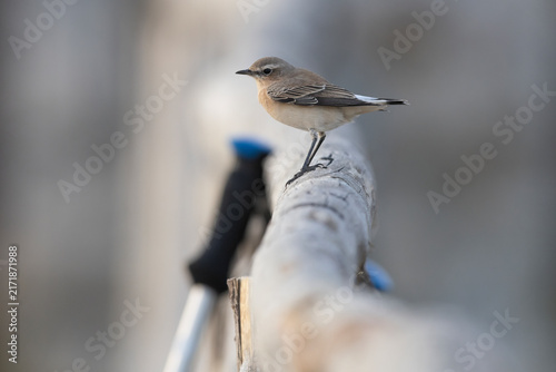 Canvastavla Oenanthe oenanthe - Northern Wheatear Resting on Wooden Railing in Gran Sasso Na