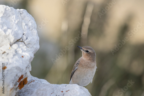 Konstfotografi Oenanthe oenanthe - Northern Wheatear Beside White Limestone Rock in Alpine Habi