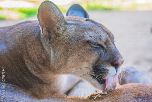 Canvas Print Puma (Puma concolor)